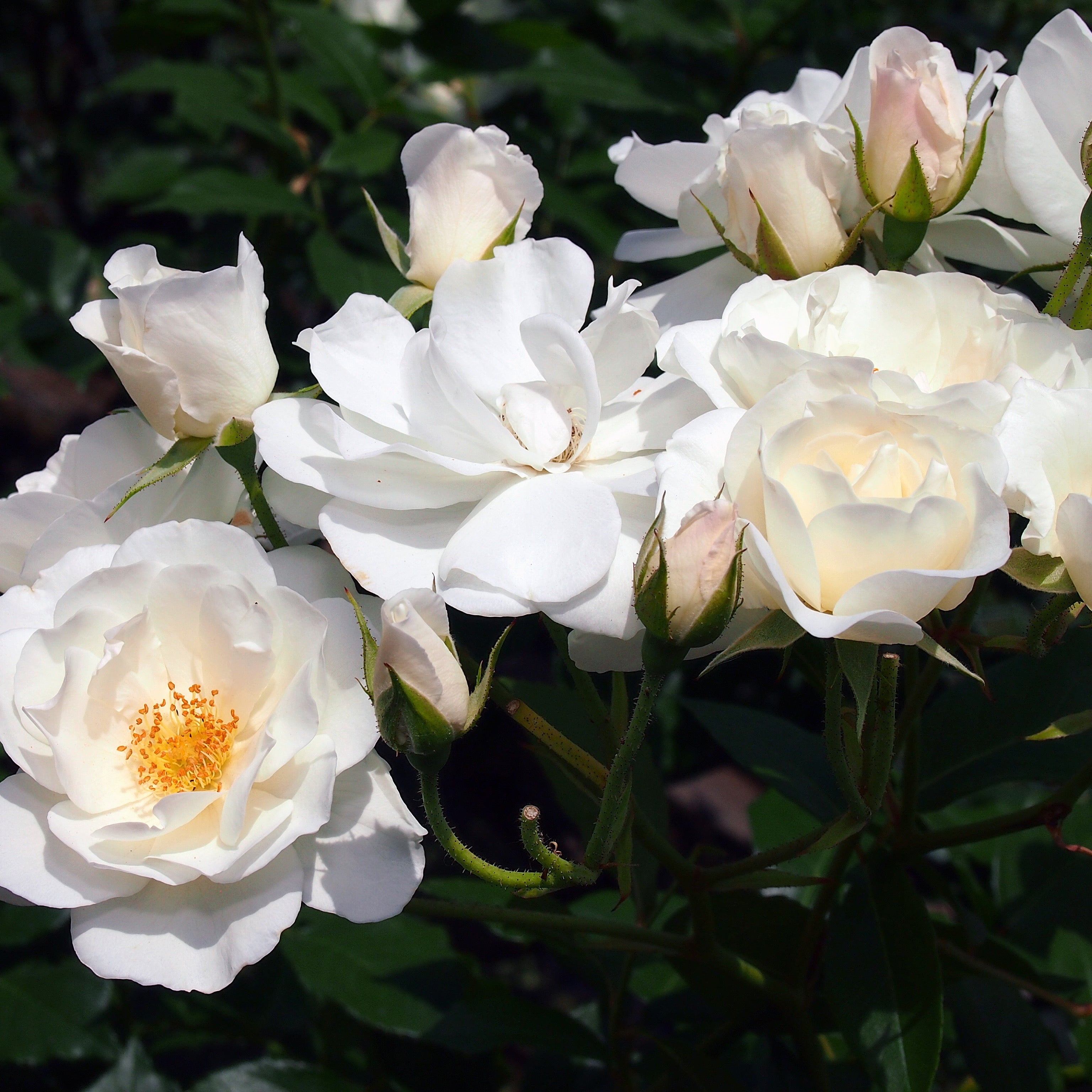 Rosa bianca - Greenshop
