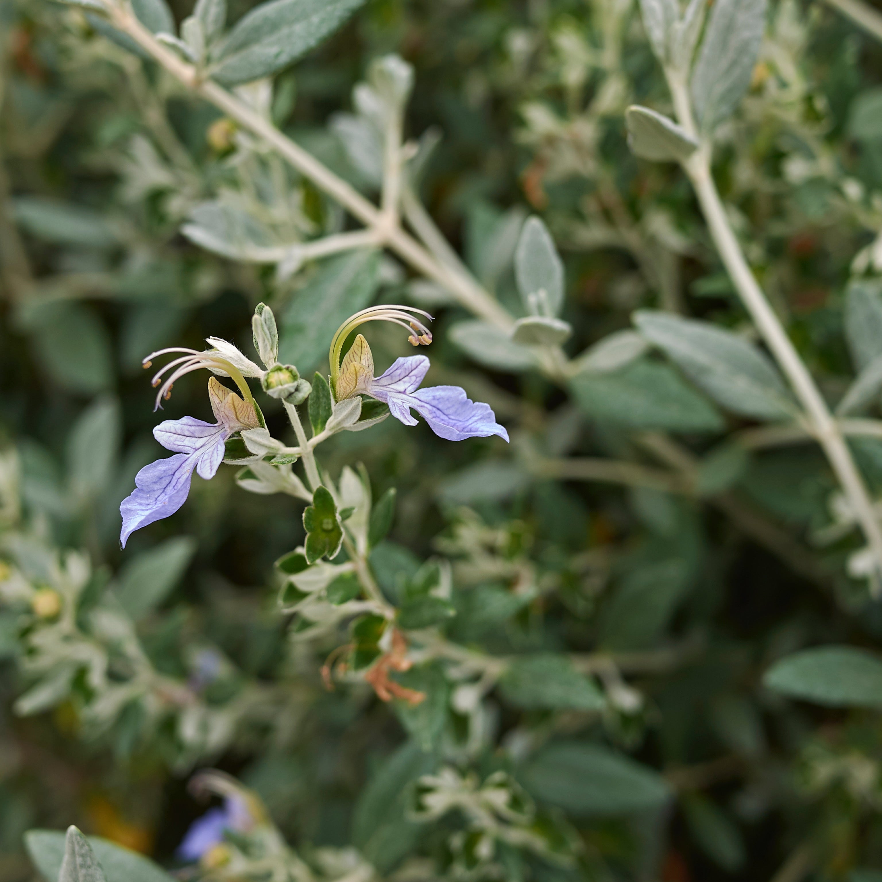 Teucrium fruticans (V18) - Greenshop