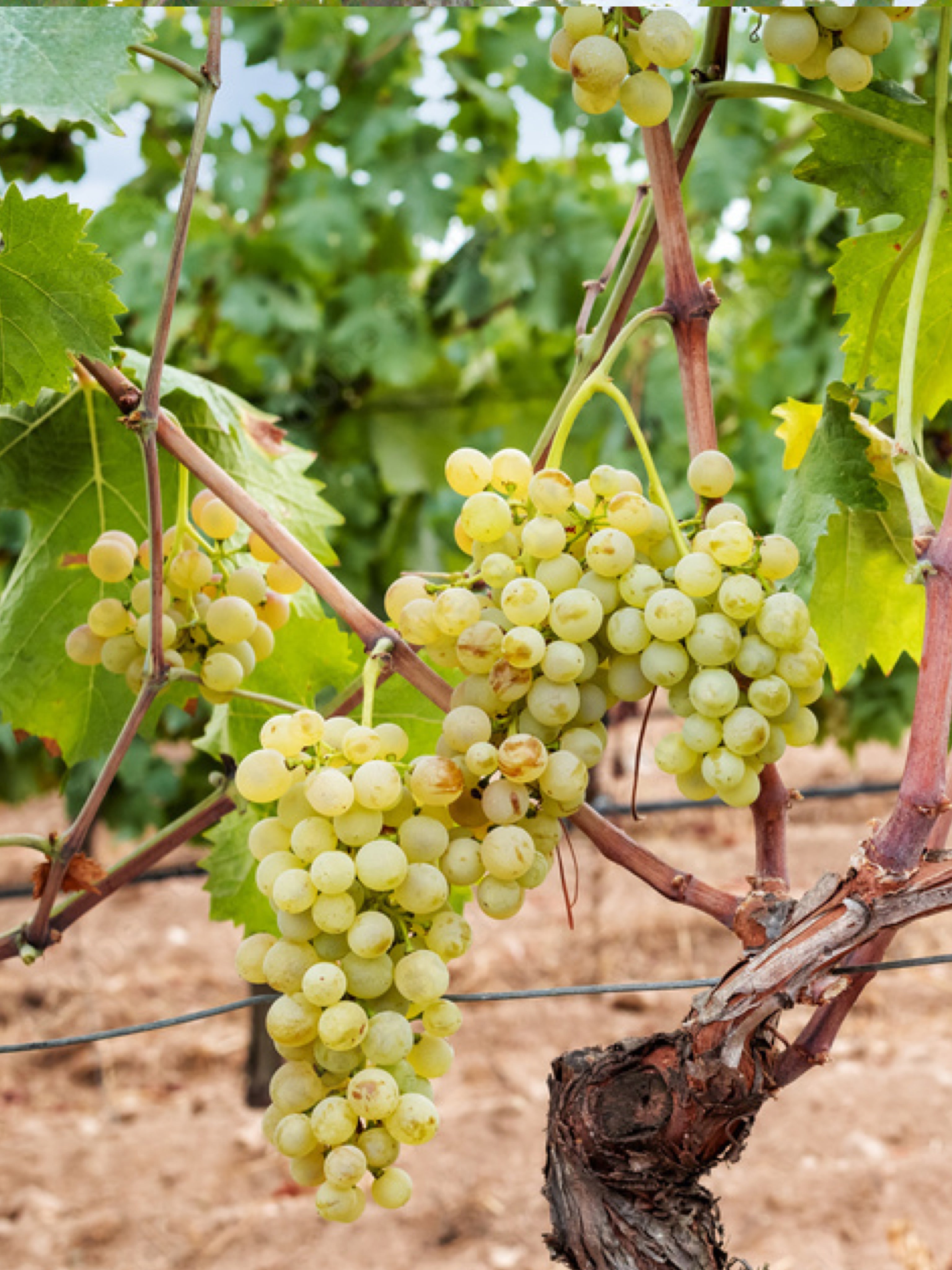 10 BARBATELLE DI VITE INNESTATE IN VARIETA' UVA DA VINO