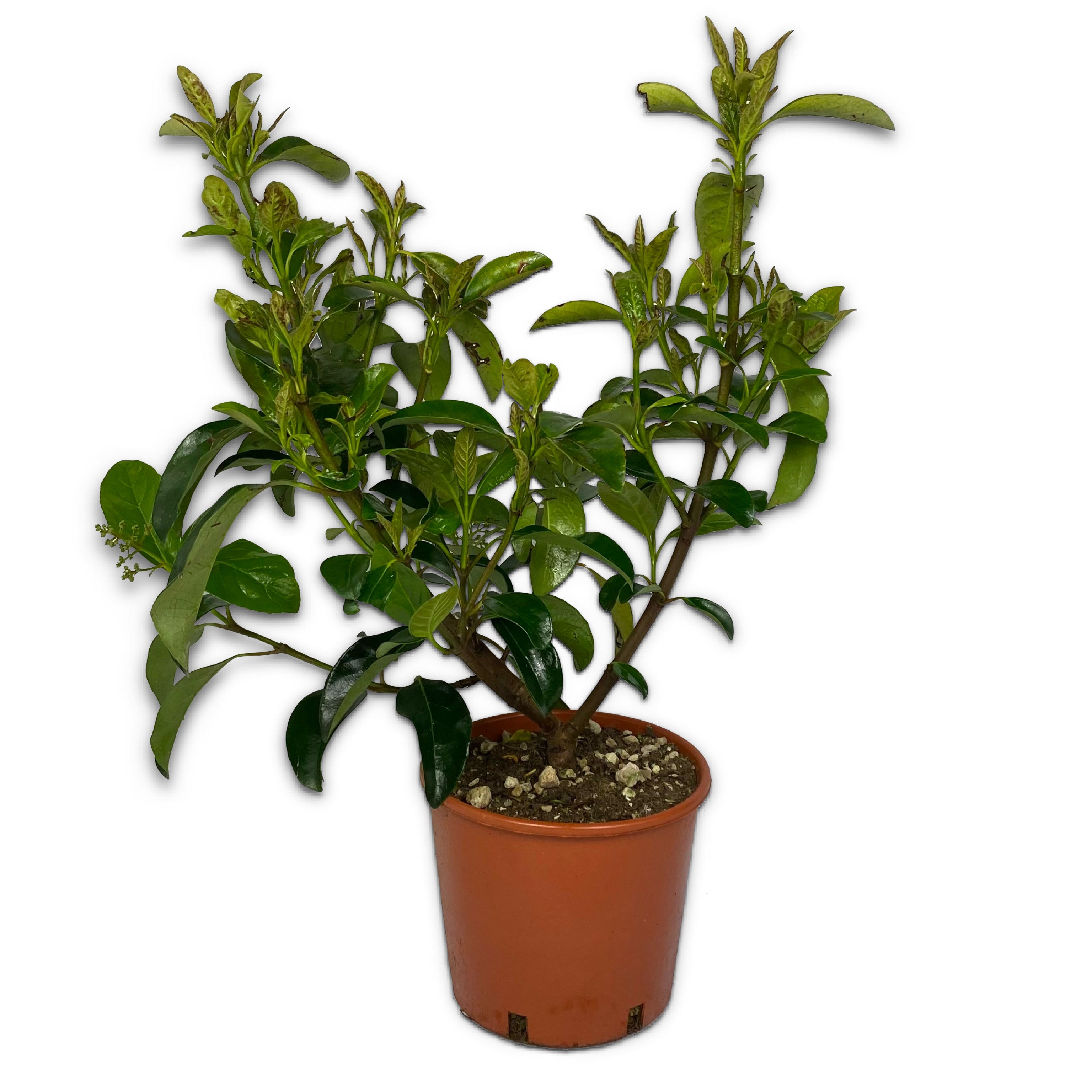 Viburno lucido -Viburnum lucidum (V18) - Greenshop