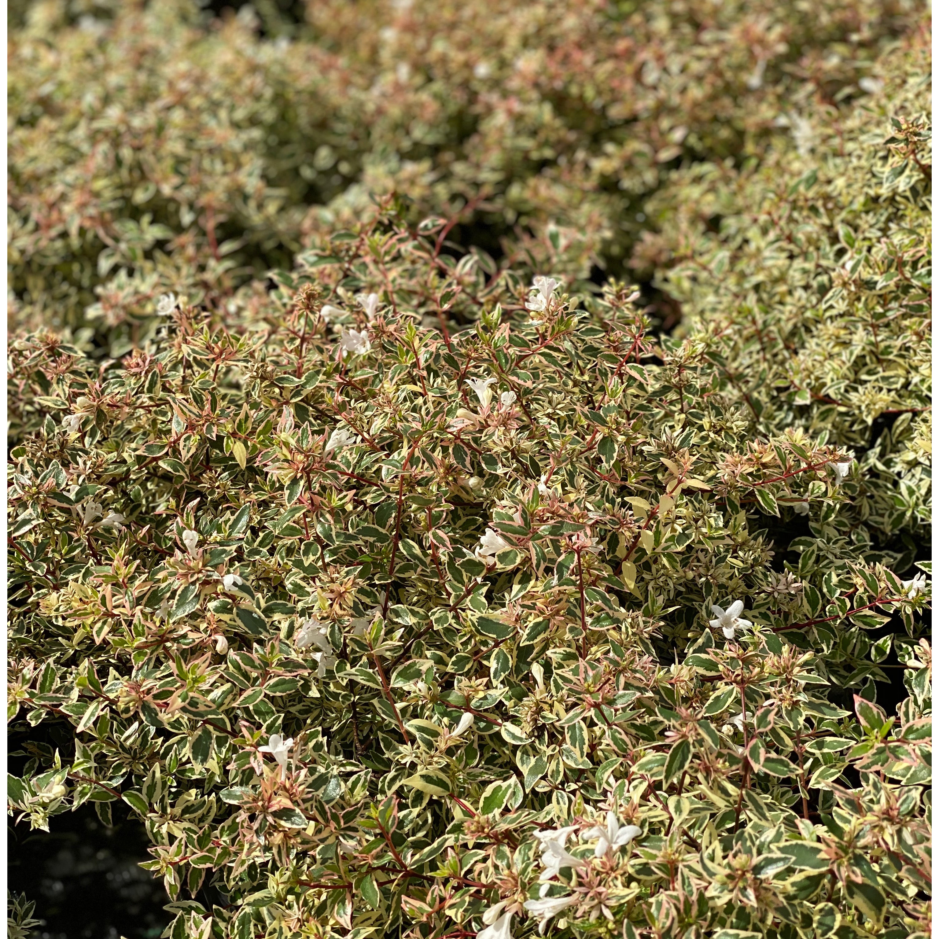 Abelia variegata confetti (V18) - Greenshop