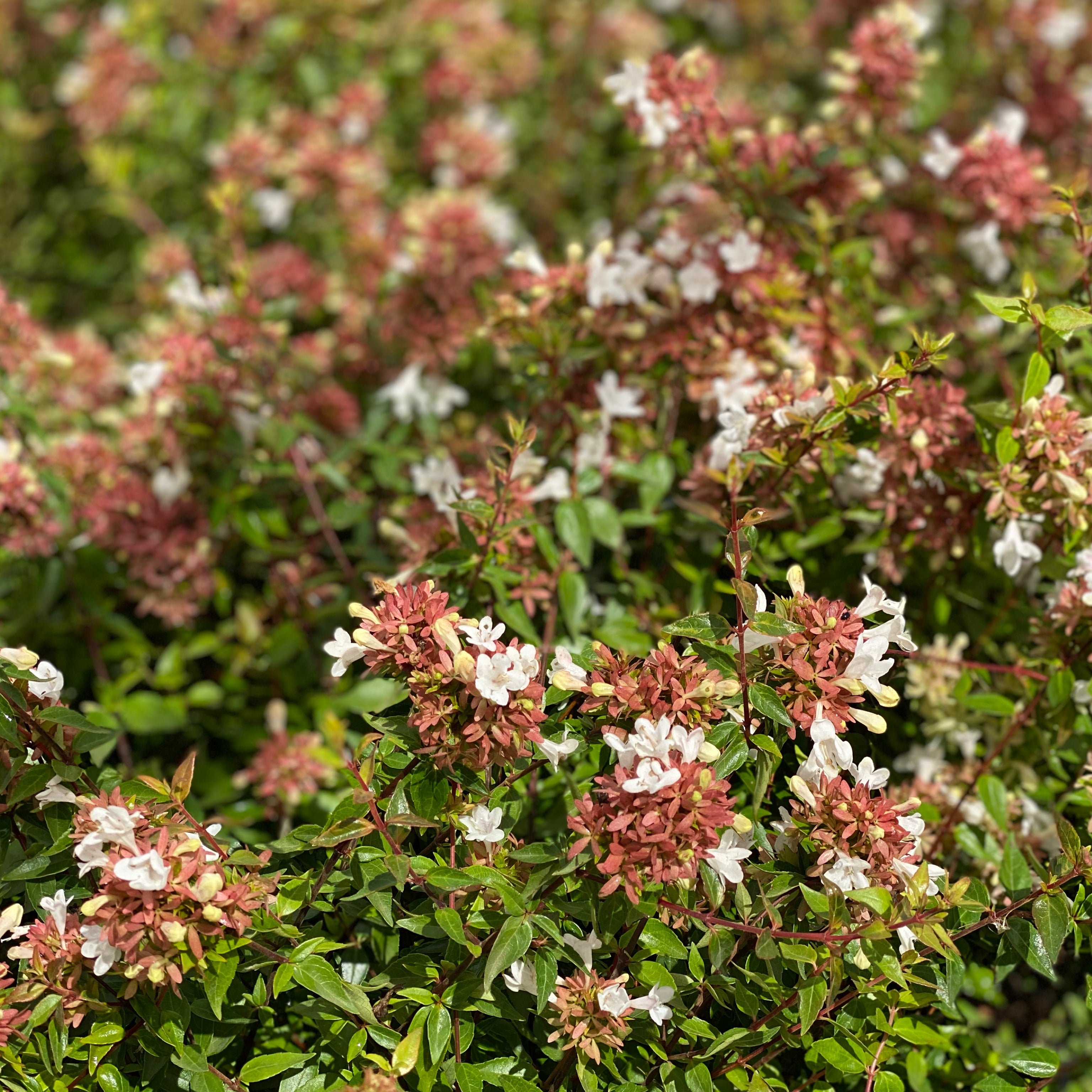 Abelia grandiflora (V18) - Greenshop