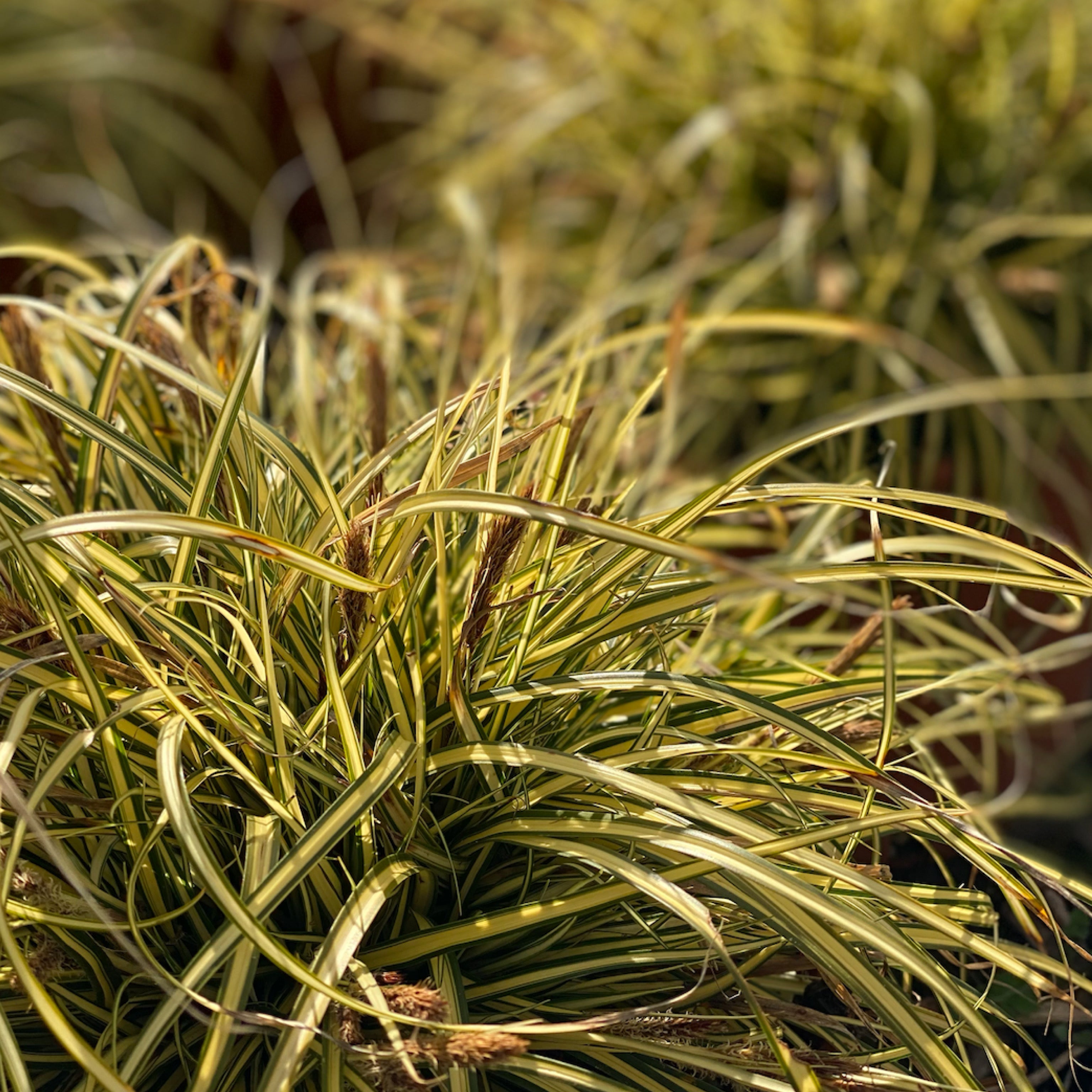 Carex (V18) - Greenshop