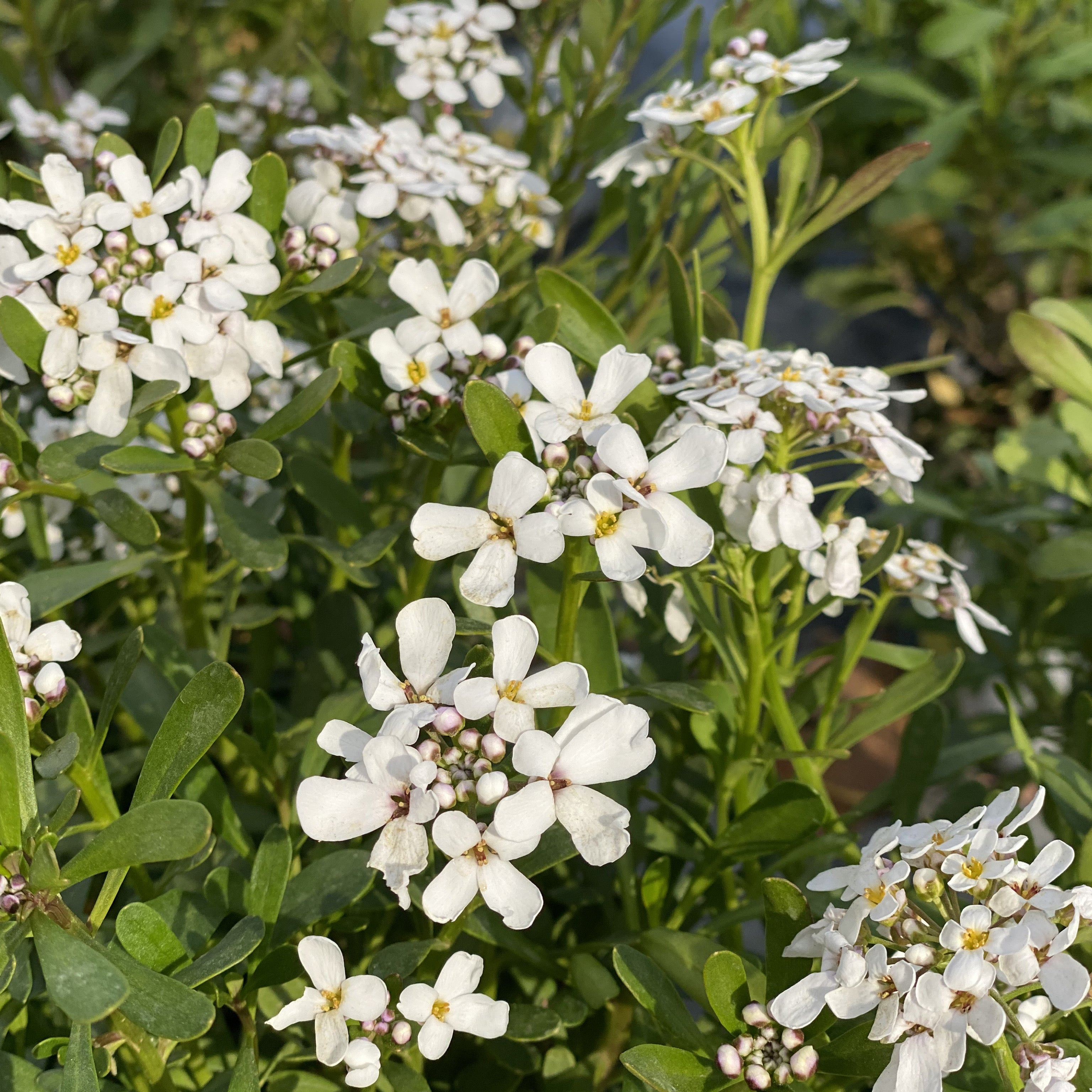 Semi fiori Iberis