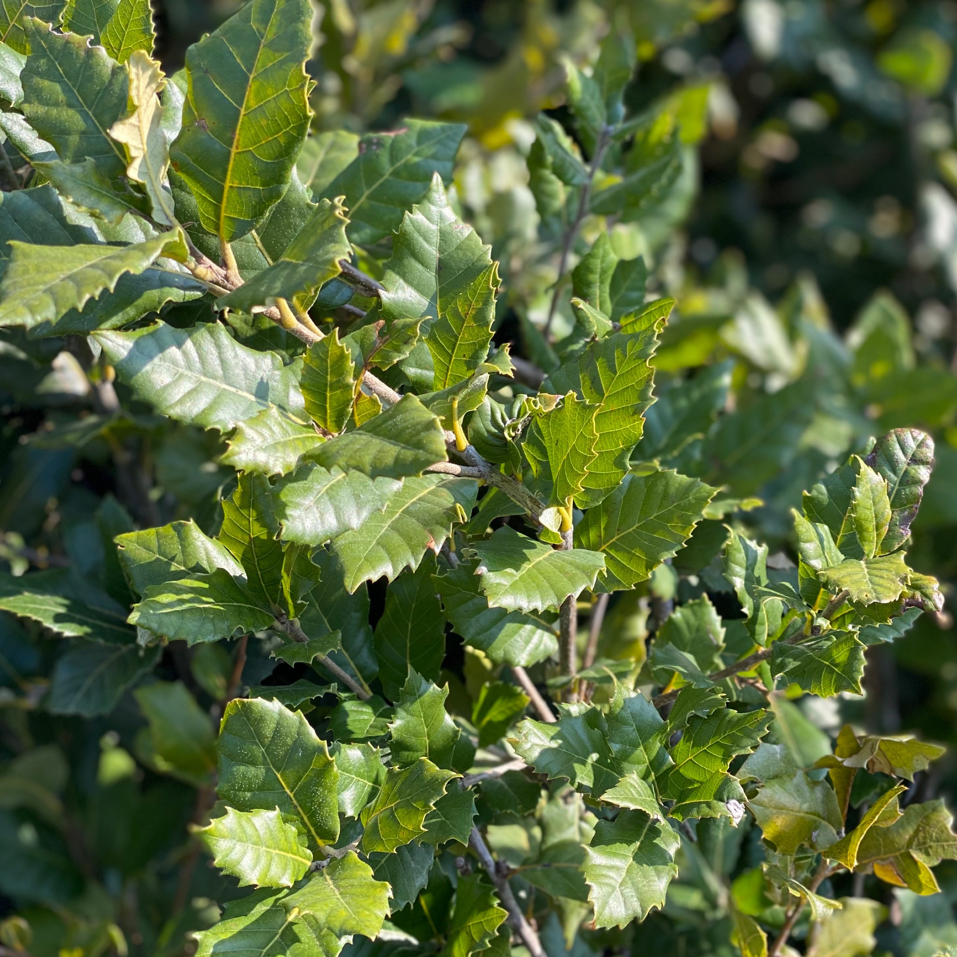 Leccio - Quercus ilex (V18) - Greenshop